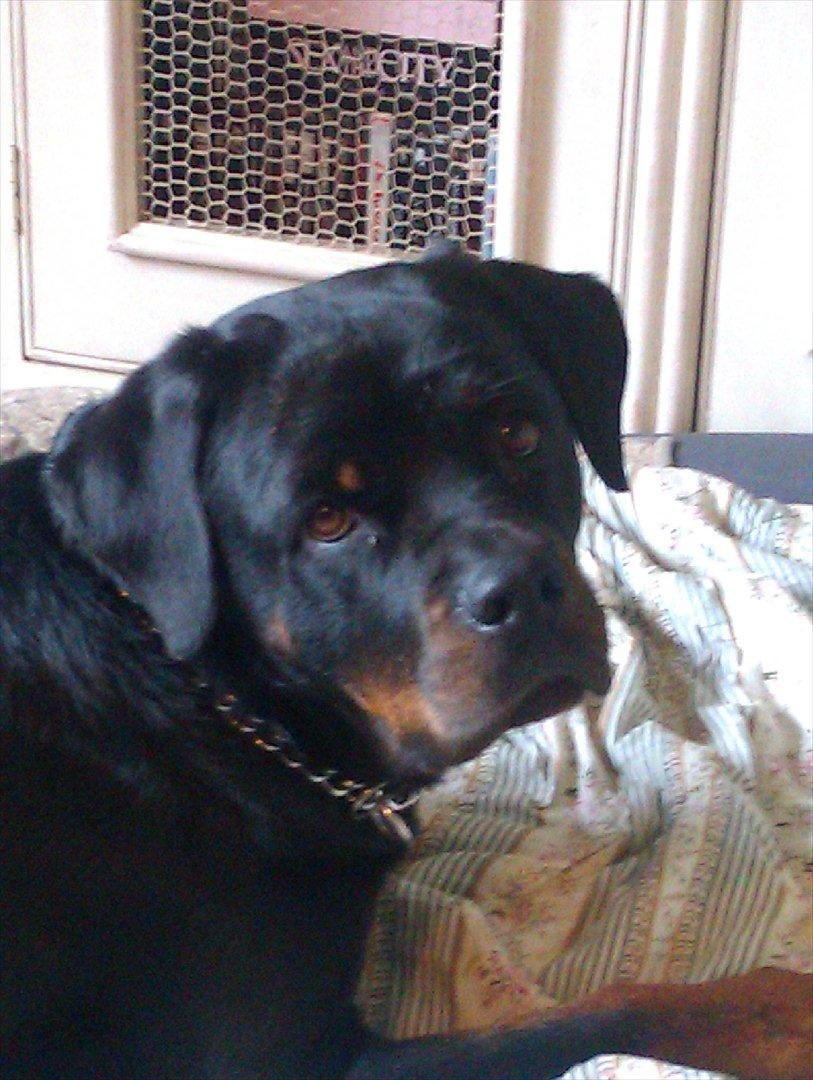 Rottweiler Augusta - augusta billede 1