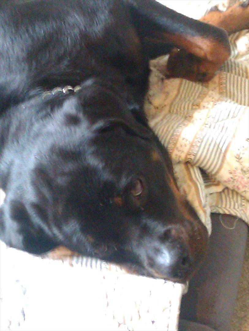 Rottweiler Augusta - augusta billede 2