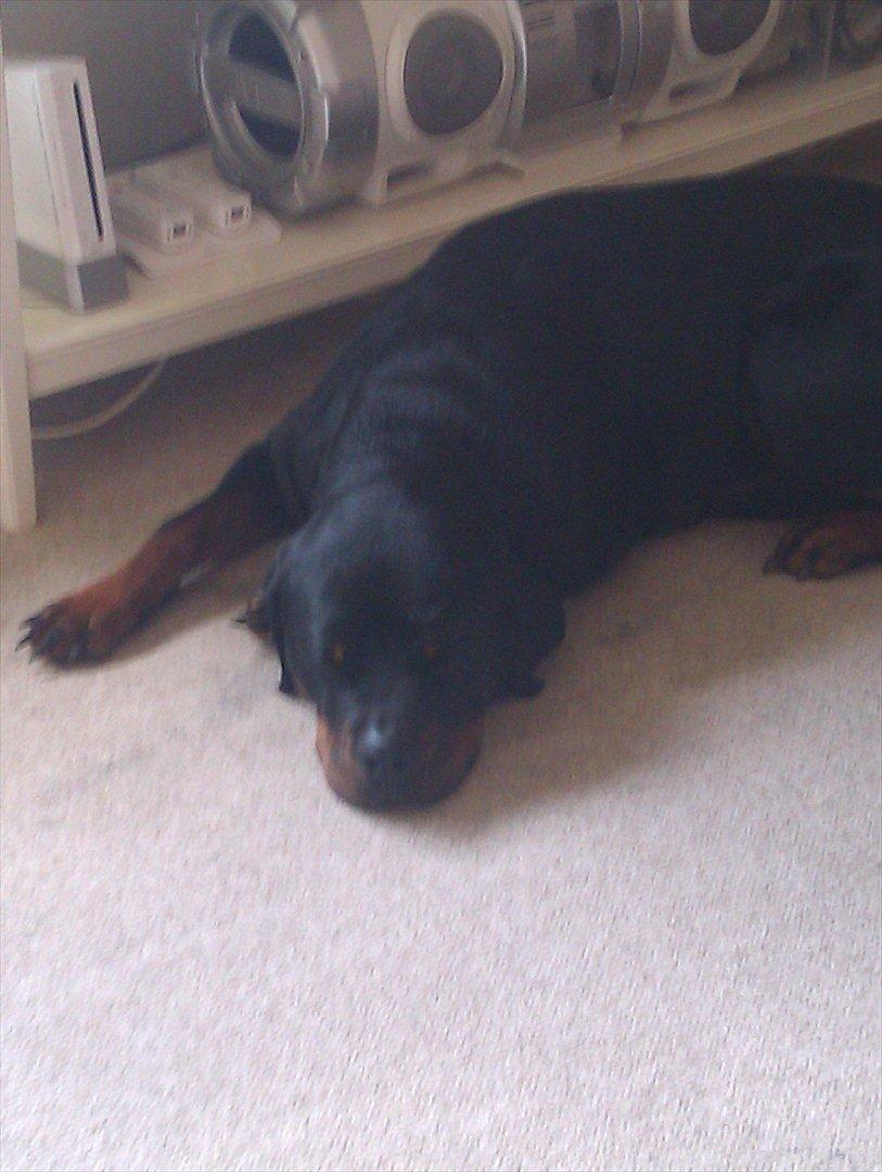 Rottweiler Augusta - augusta billede 3