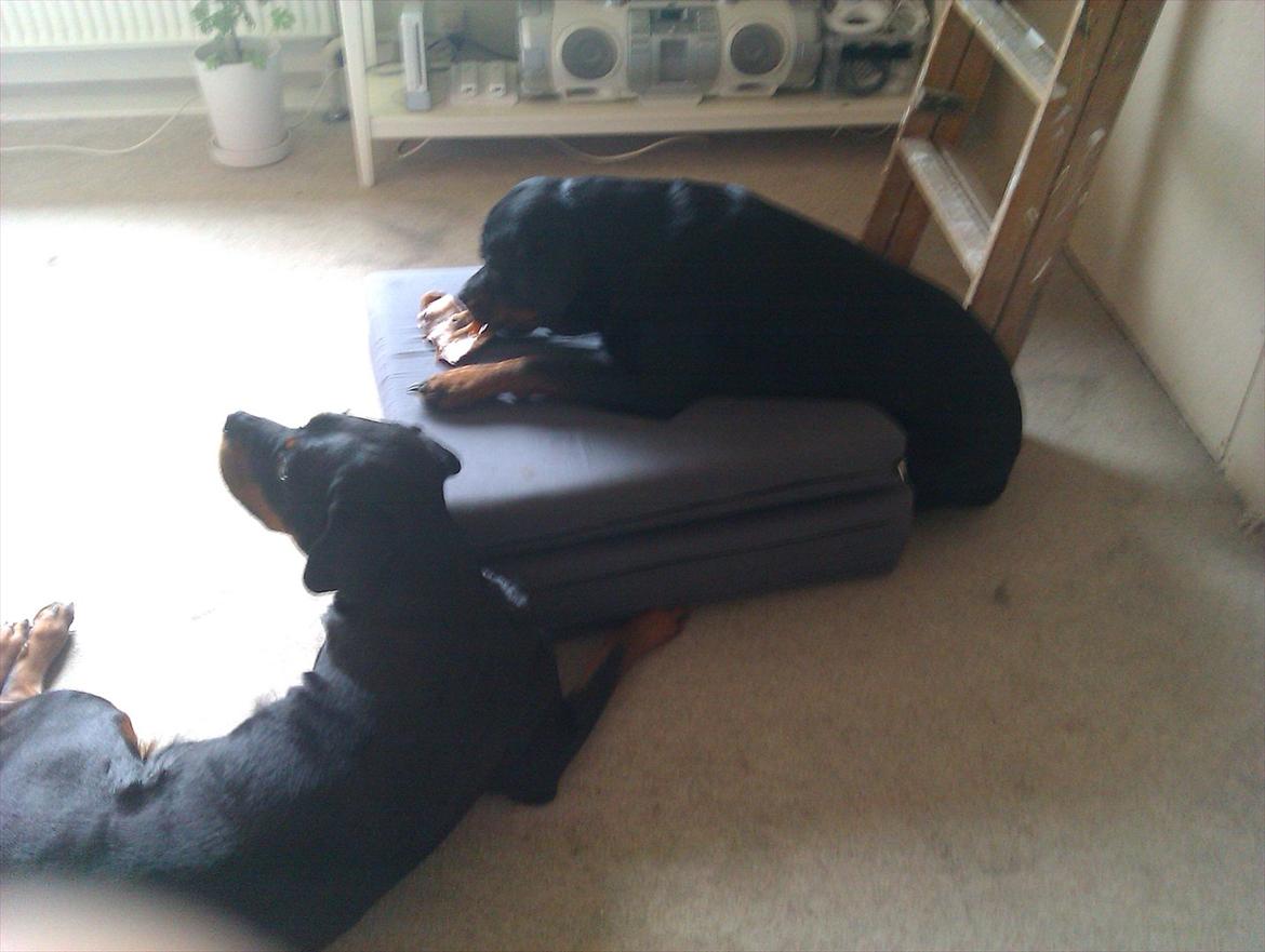 Rottweiler Augusta - chili og augusta billede 4