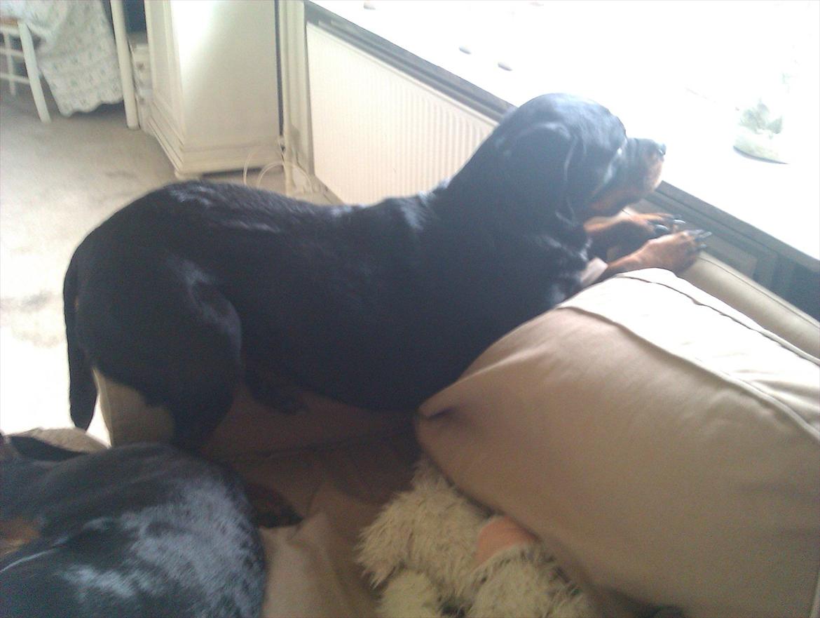 Rottweiler Augusta - augusta billede 5