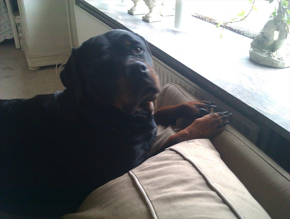 Rottweiler Augusta - augusta billede 6