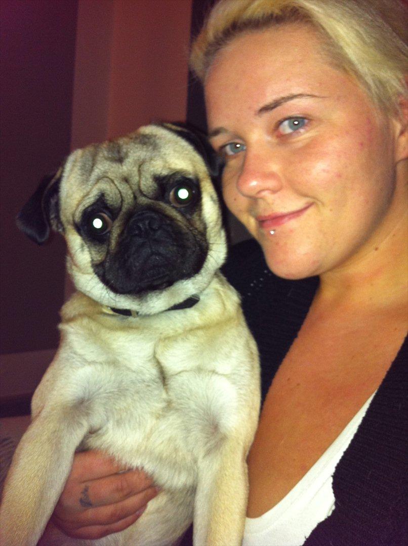 Mops Uffe billede 7