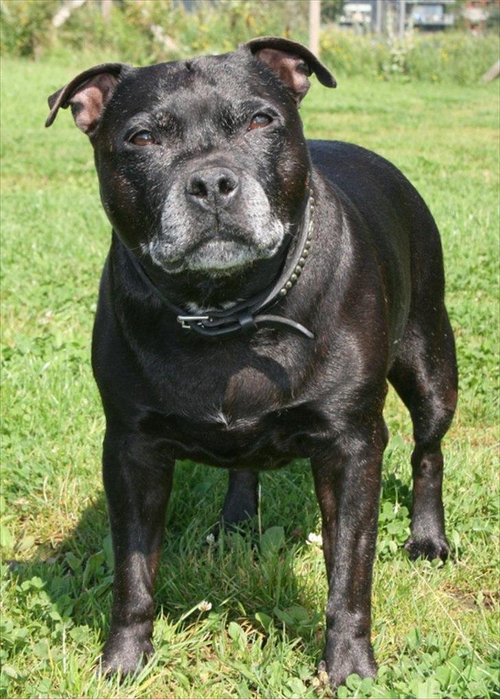 Staffordshire bull terrier Mille billede 2