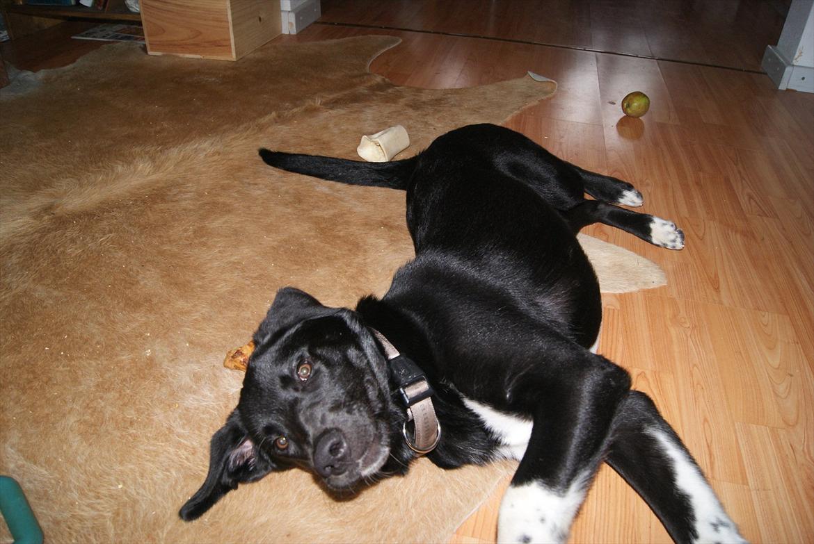 Blanding af racer Kango billede 1