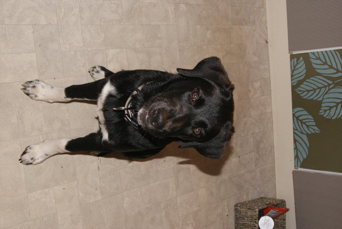 Blanding af racer Kango billede 7