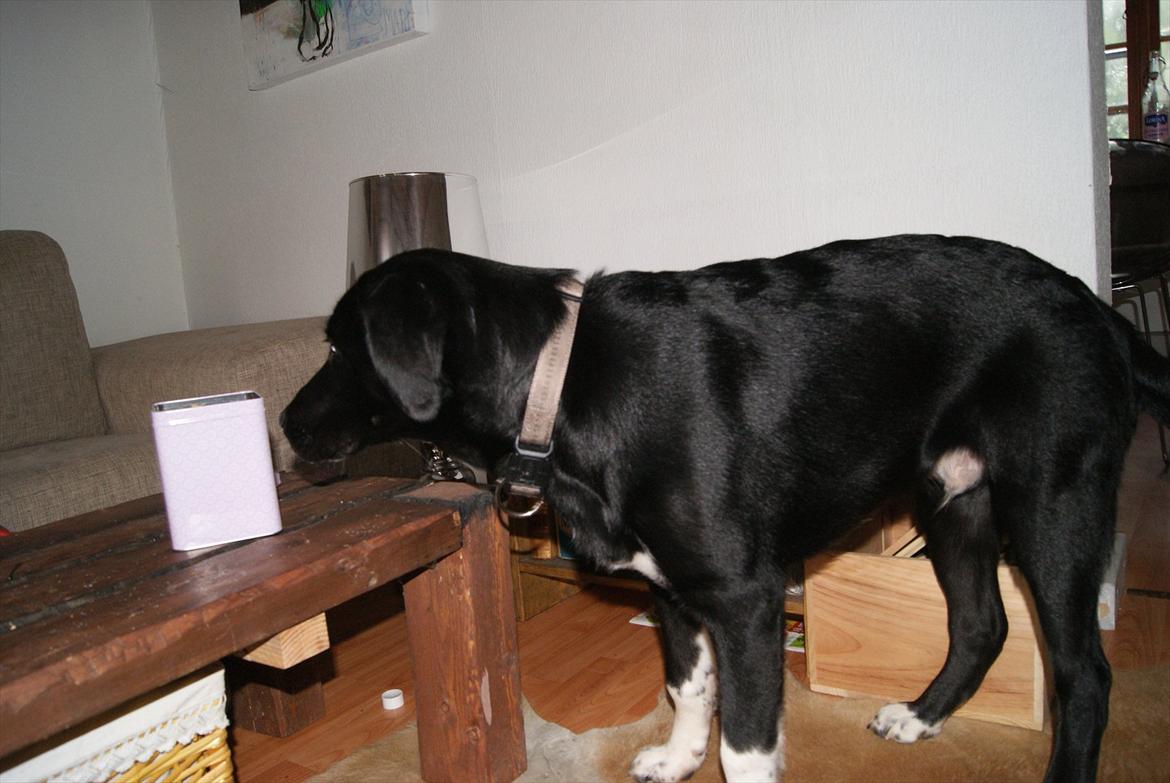 Blanding af racer Kango billede 2