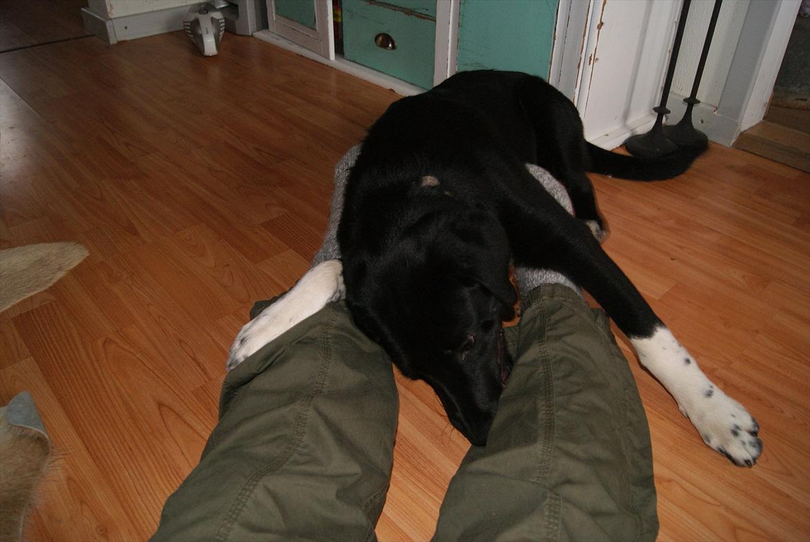 Blanding af racer Kango billede 3