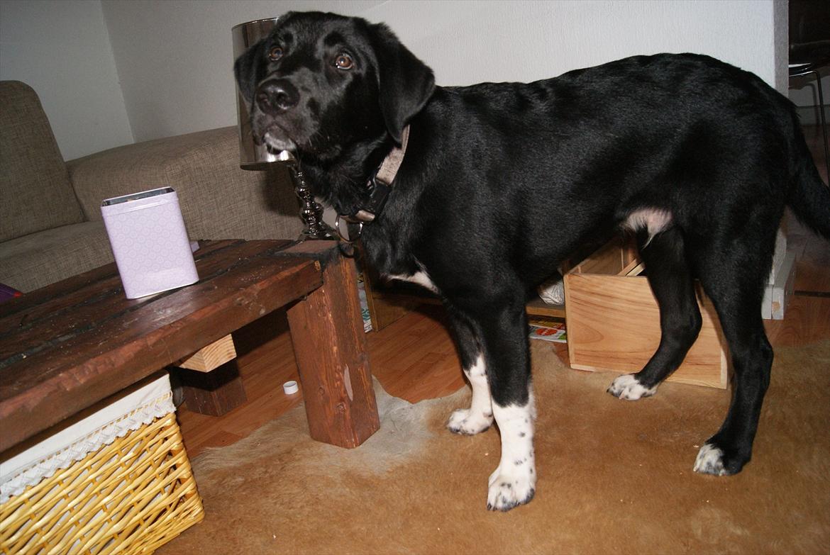 Blanding af racer Kango billede 4