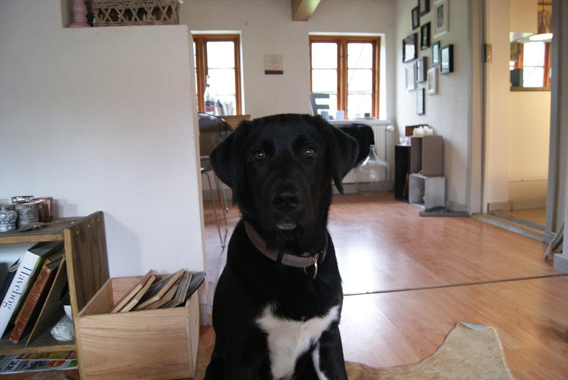 Blanding af racer Kango billede 5