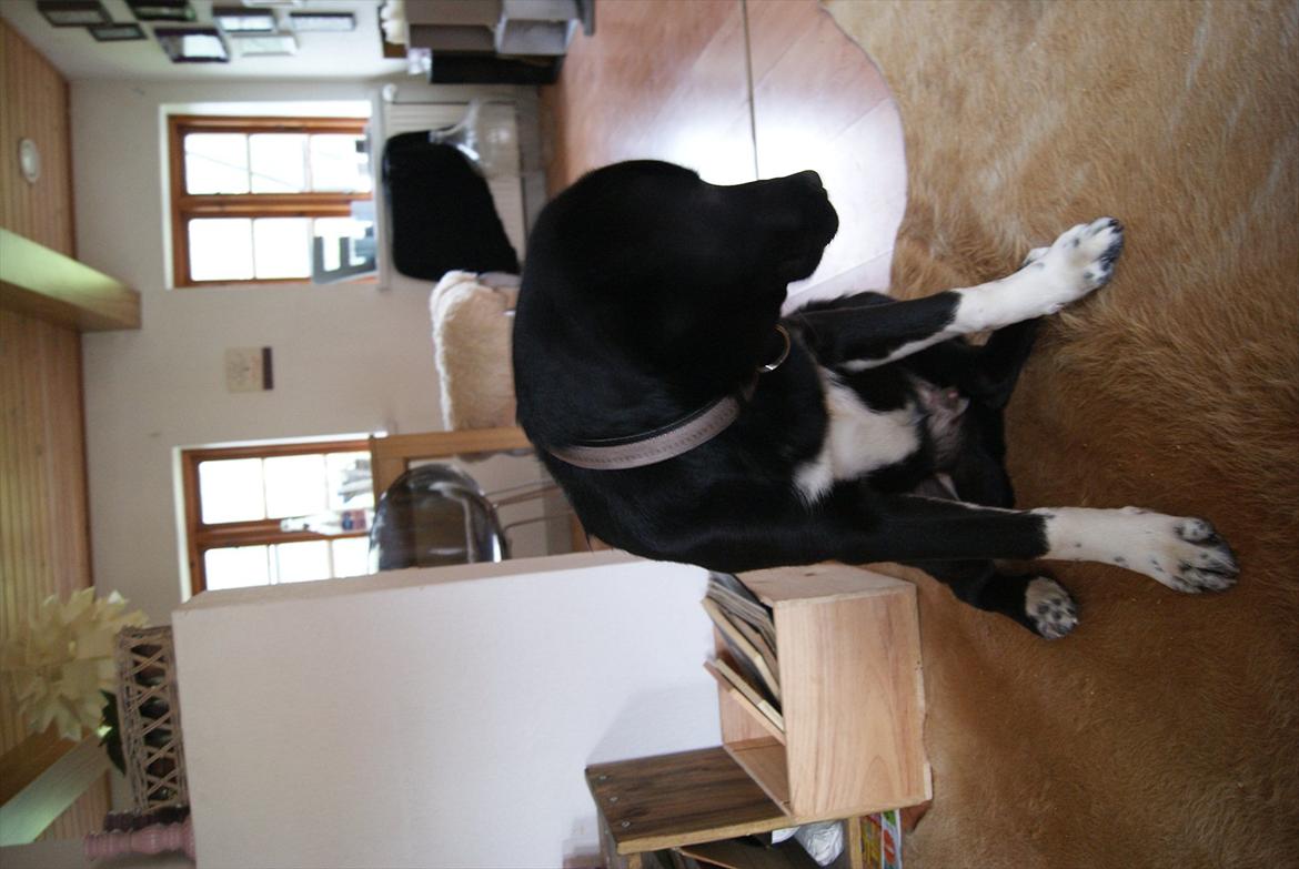 Blanding af racer Kango billede 6