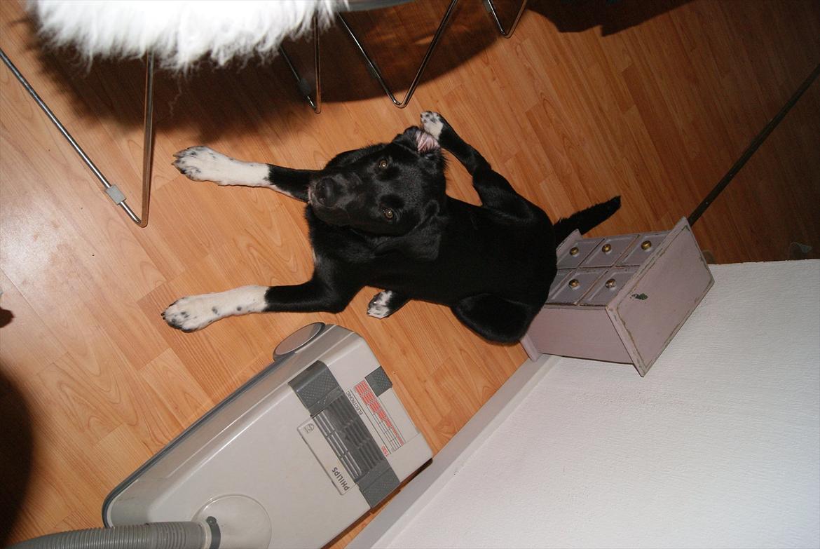 Blanding af racer Kango billede 8