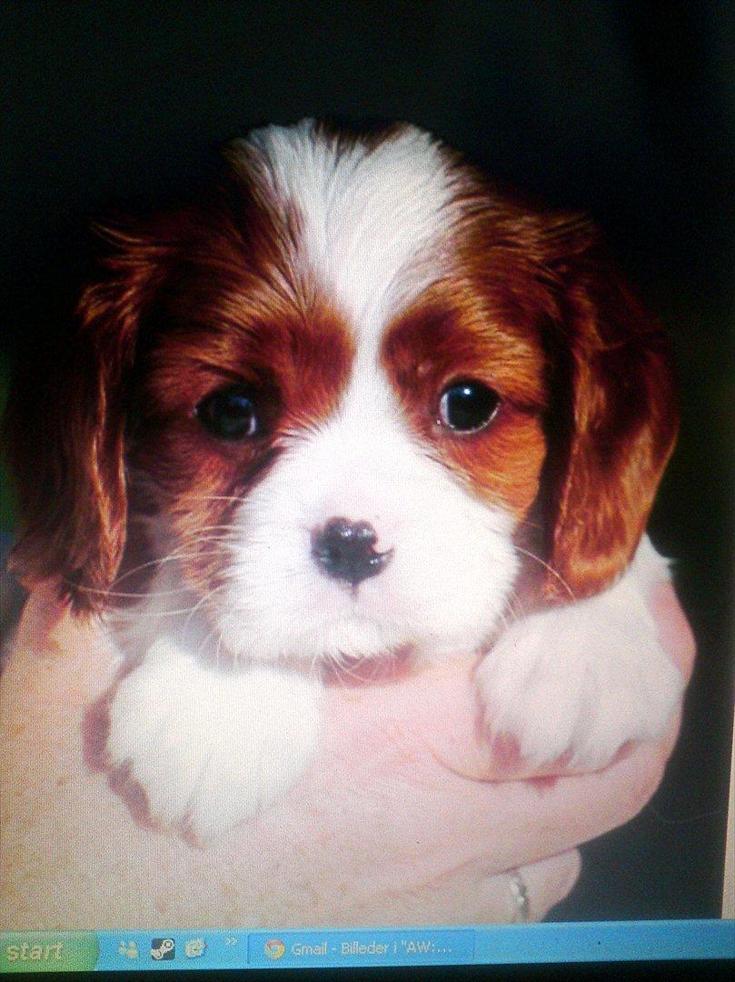 Cavalier king charles spaniel Yadi  billede 1