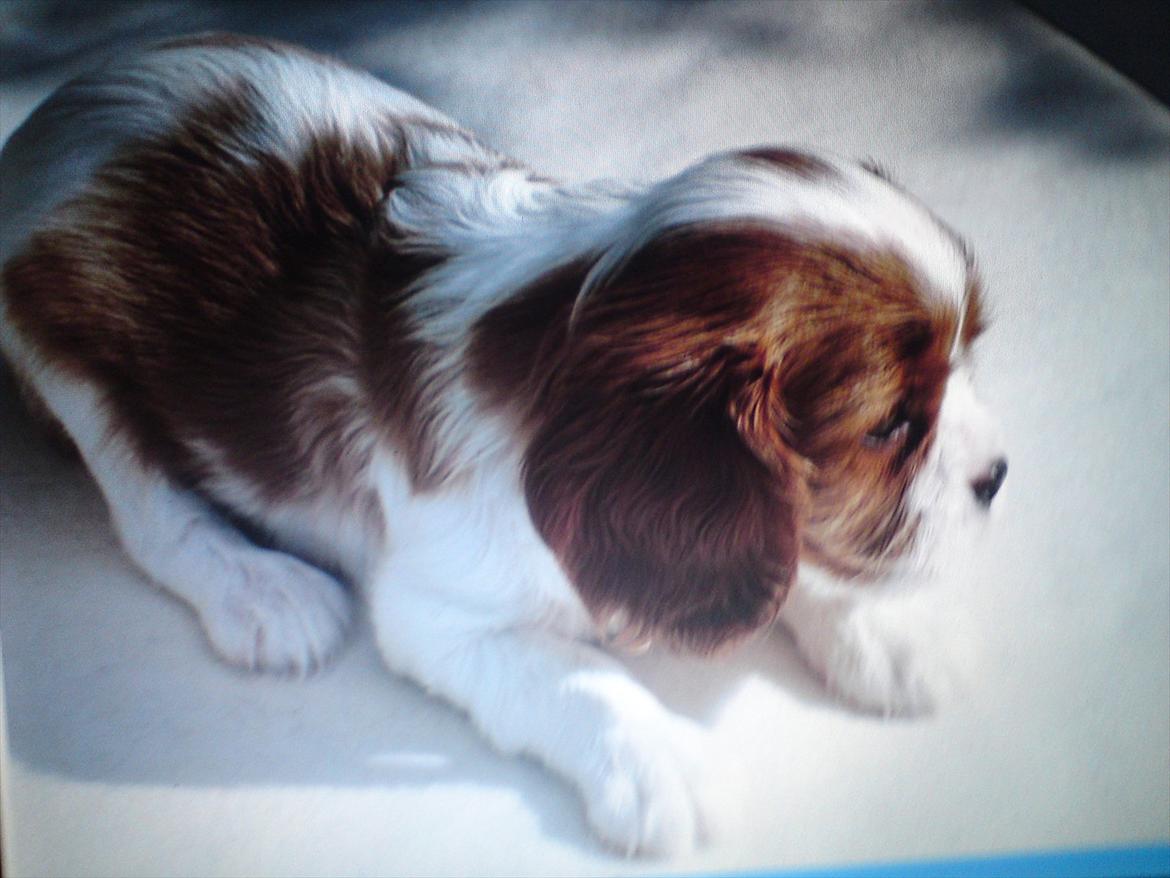 Cavalier king charles spaniel Yadi  billede 2