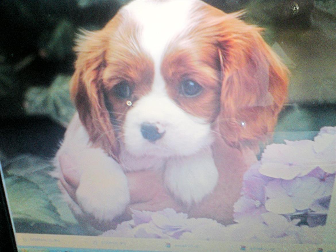 Cavalier king charles spaniel Yadi  billede 3
