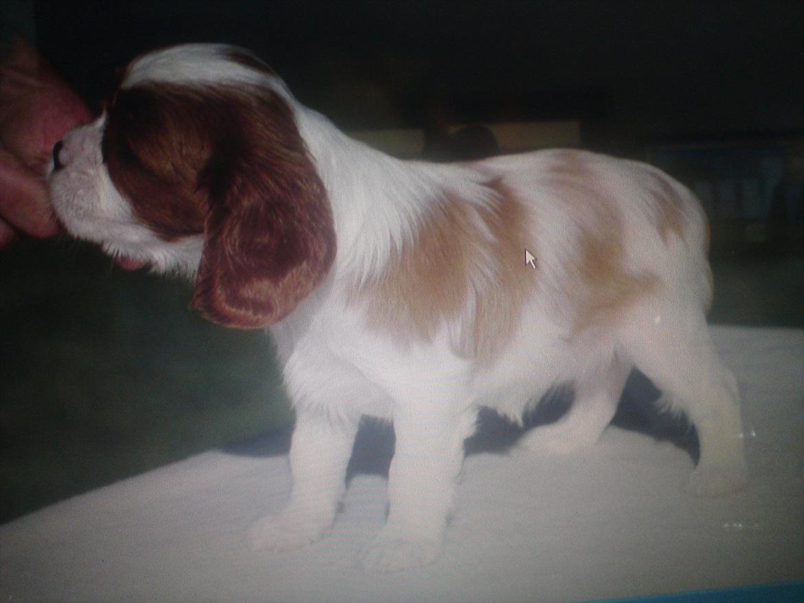 Cavalier king charles spaniel Yadi  billede 4