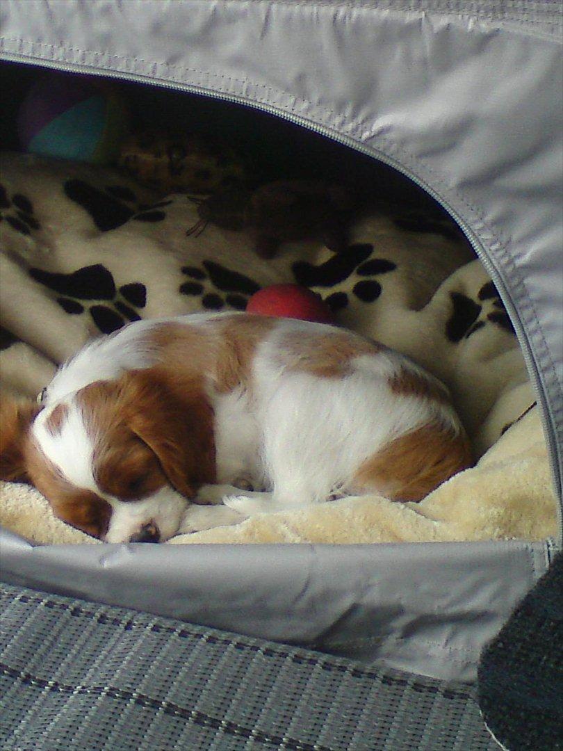 Cavalier king charles spaniel Yadi  billede 5