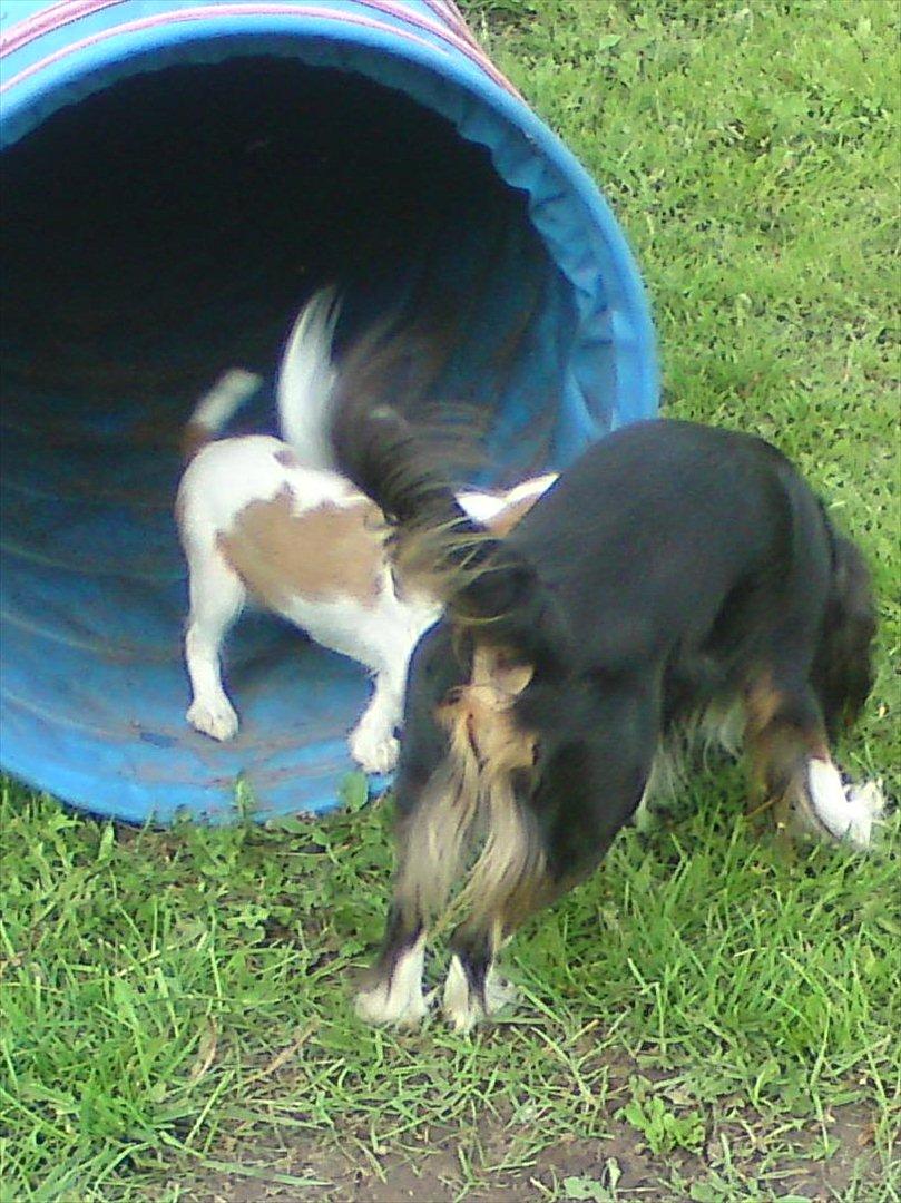 Cavalier king charles spaniel Yadi  billede 6