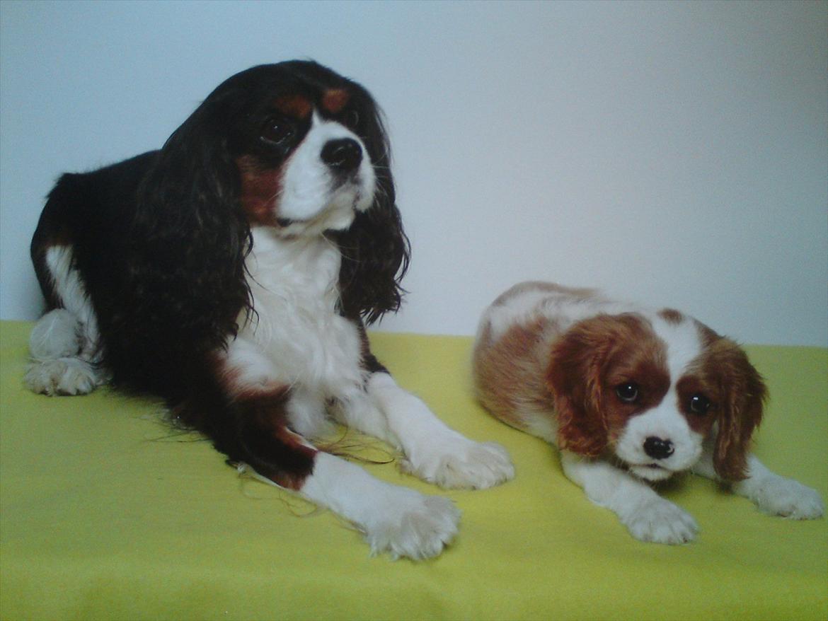Cavalier king charles spaniel Yadi  billede 7