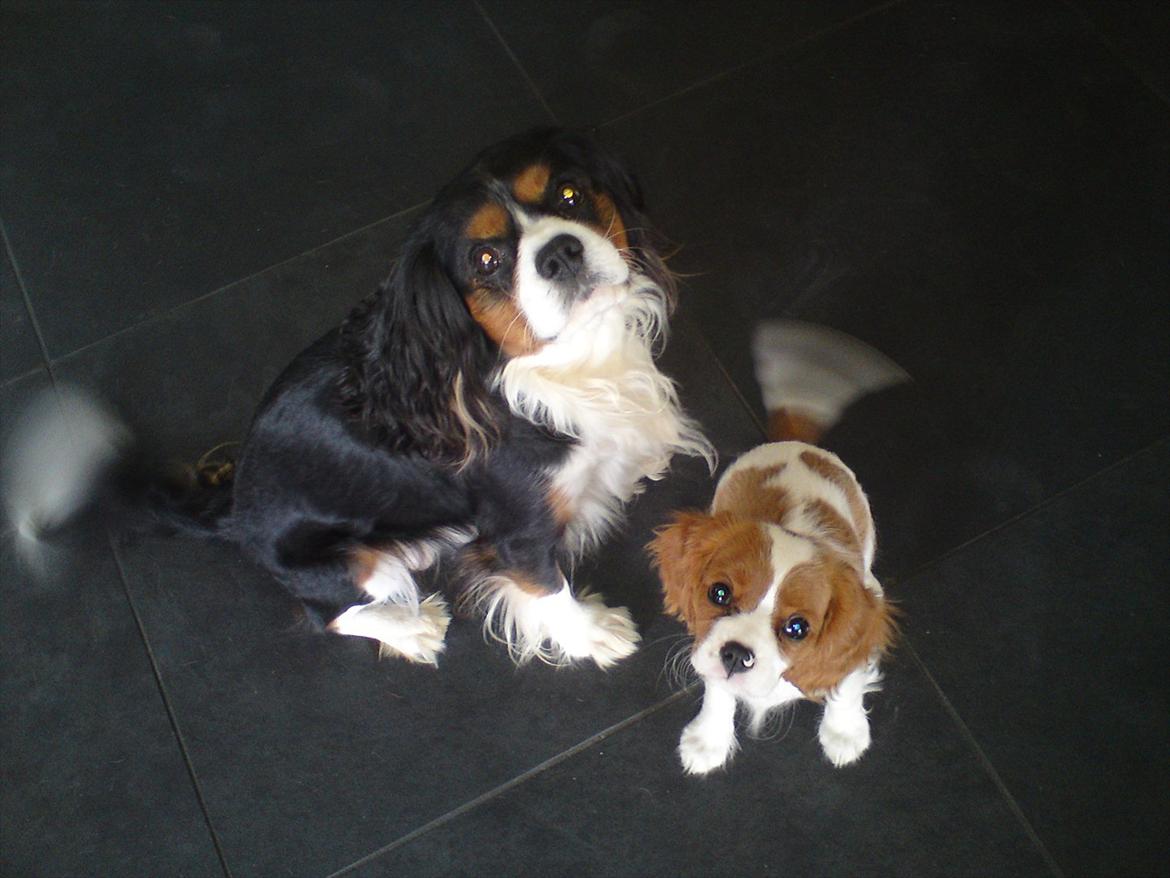 Cavalier king charles spaniel Yadi  billede 8