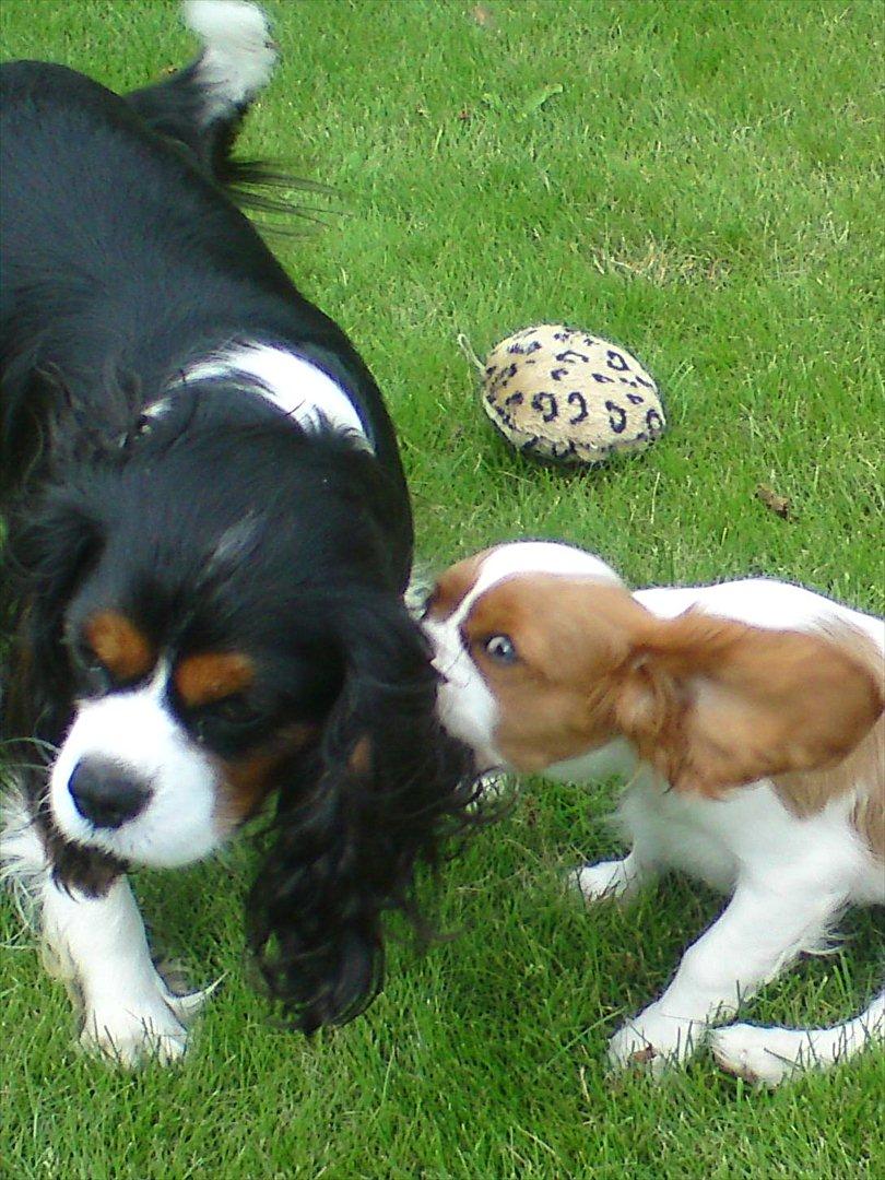 Cavalier king charles spaniel Yadi  billede 9