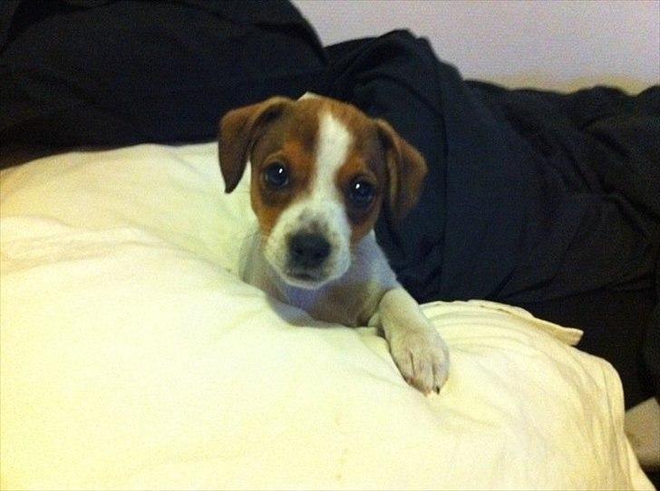 Blanding af racer Mira - mira hygger :-) billede 1