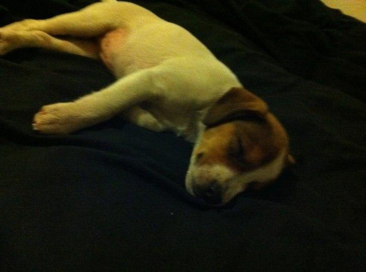 Blanding af racer Mira - Mira tager sig en lur! billede 2