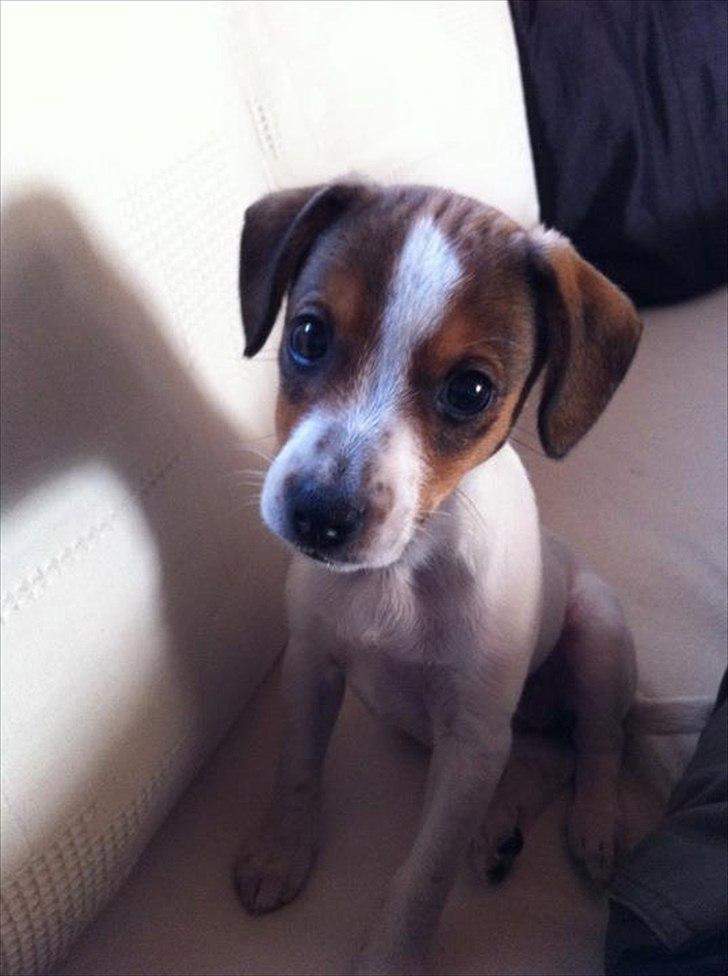 Blanding af racer Mira billede 3