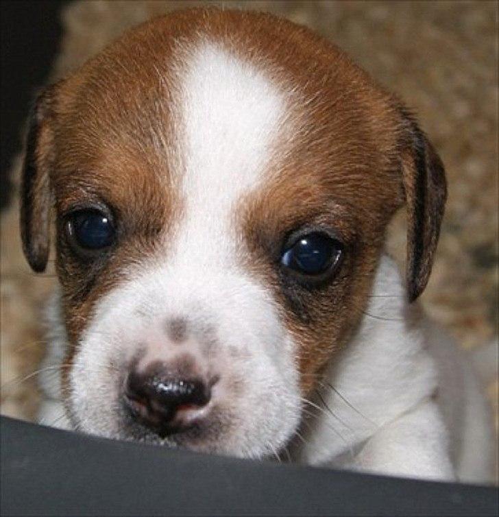 Blanding af racer Mira - :-) billede 5