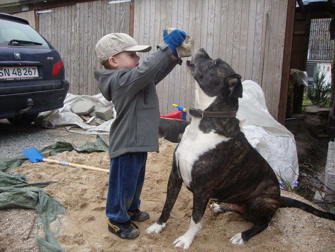 Amerikansk bulldog VBA's Kela R.I.P 2011 - Leger lige i grus med Hjalte :-D billede 1