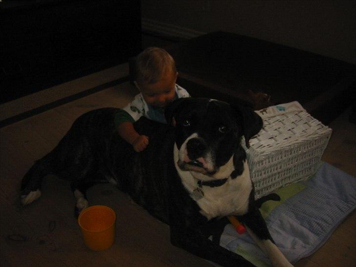 Amerikansk bulldog VBA's Kela R.I.P 2011 billede 2