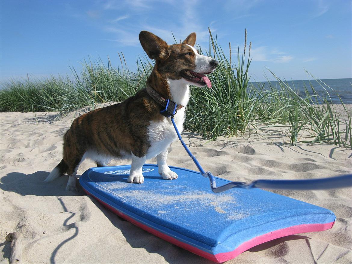 Welsh corgi cardigan Klunte billede 1