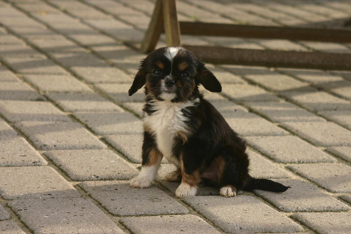 Cavalier king charles spaniel Luna - Første dag hjemme :-) billede 1