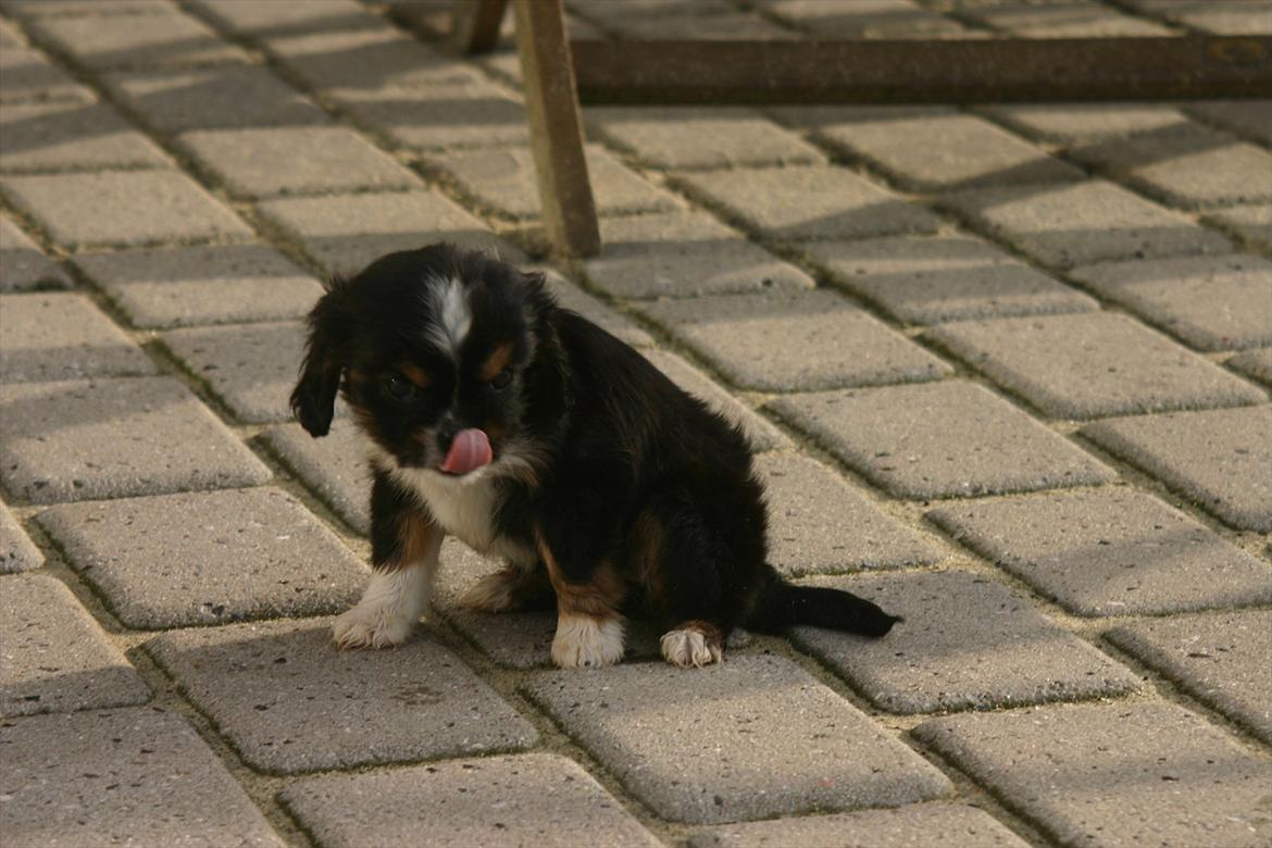 Cavalier king charles spaniel Luna billede 2