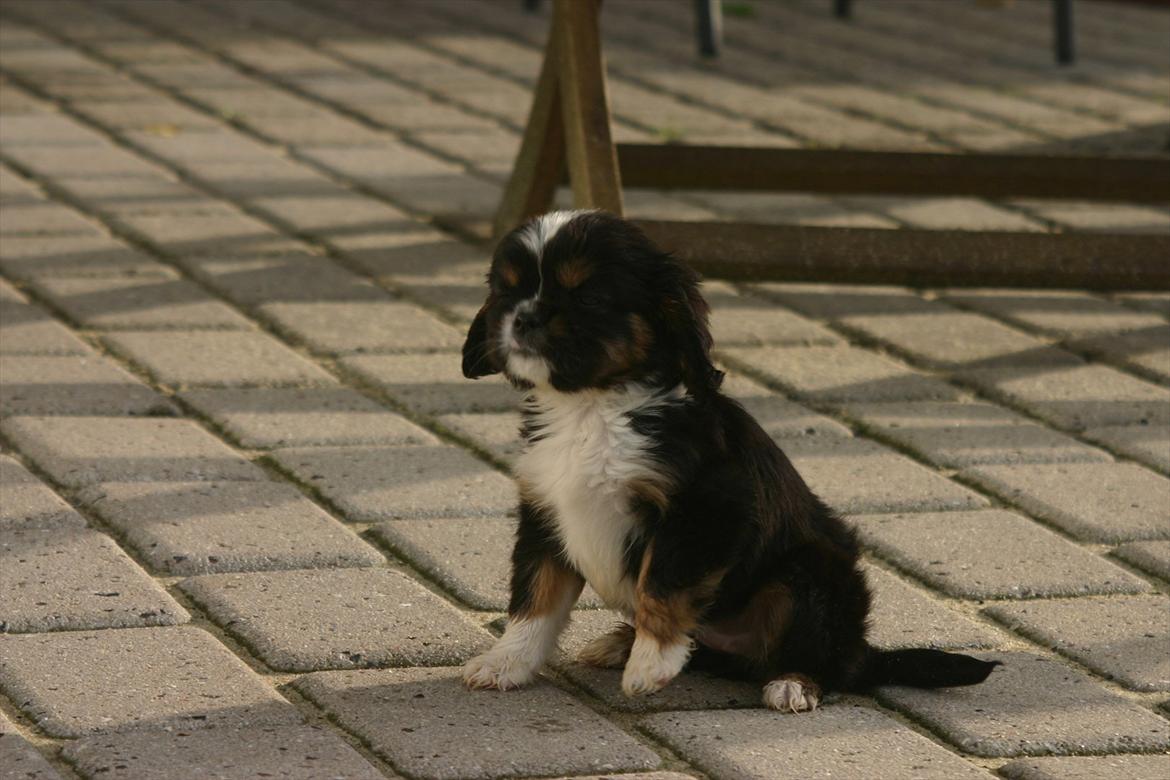 Cavalier king charles spaniel Luna billede 3