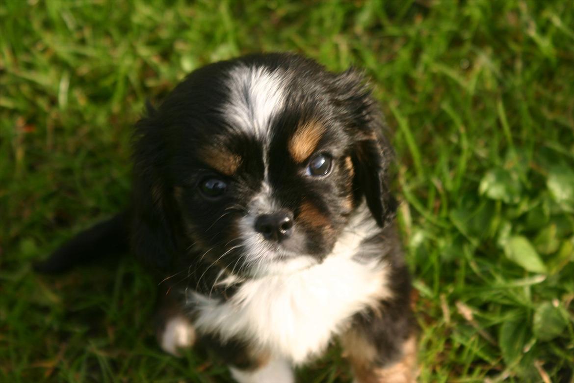 Cavalier king charles spaniel Luna billede 4