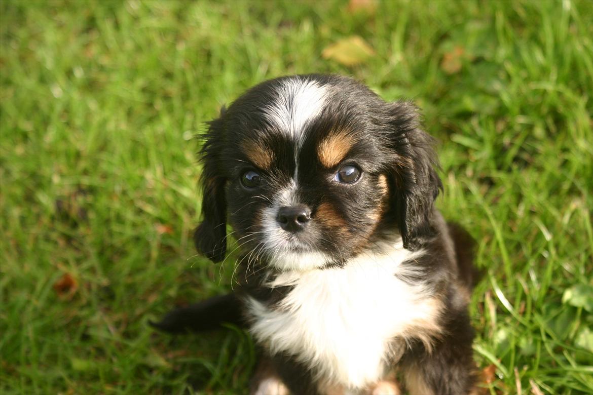 Cavalier king charles spaniel Luna billede 5