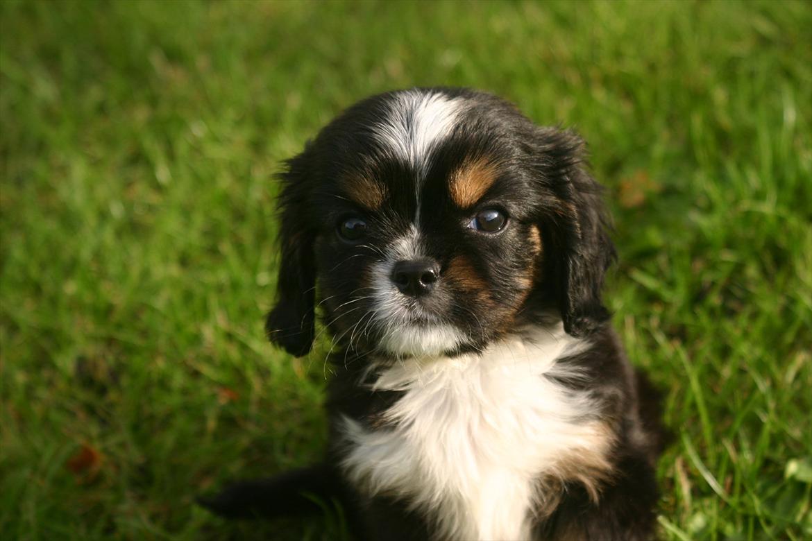 Cavalier king charles spaniel Luna billede 6