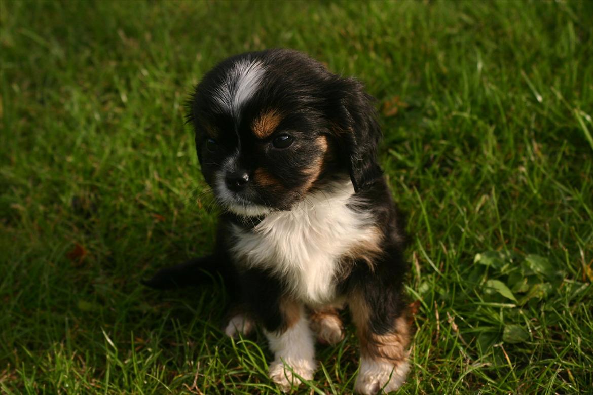 Cavalier king charles spaniel Luna billede 7