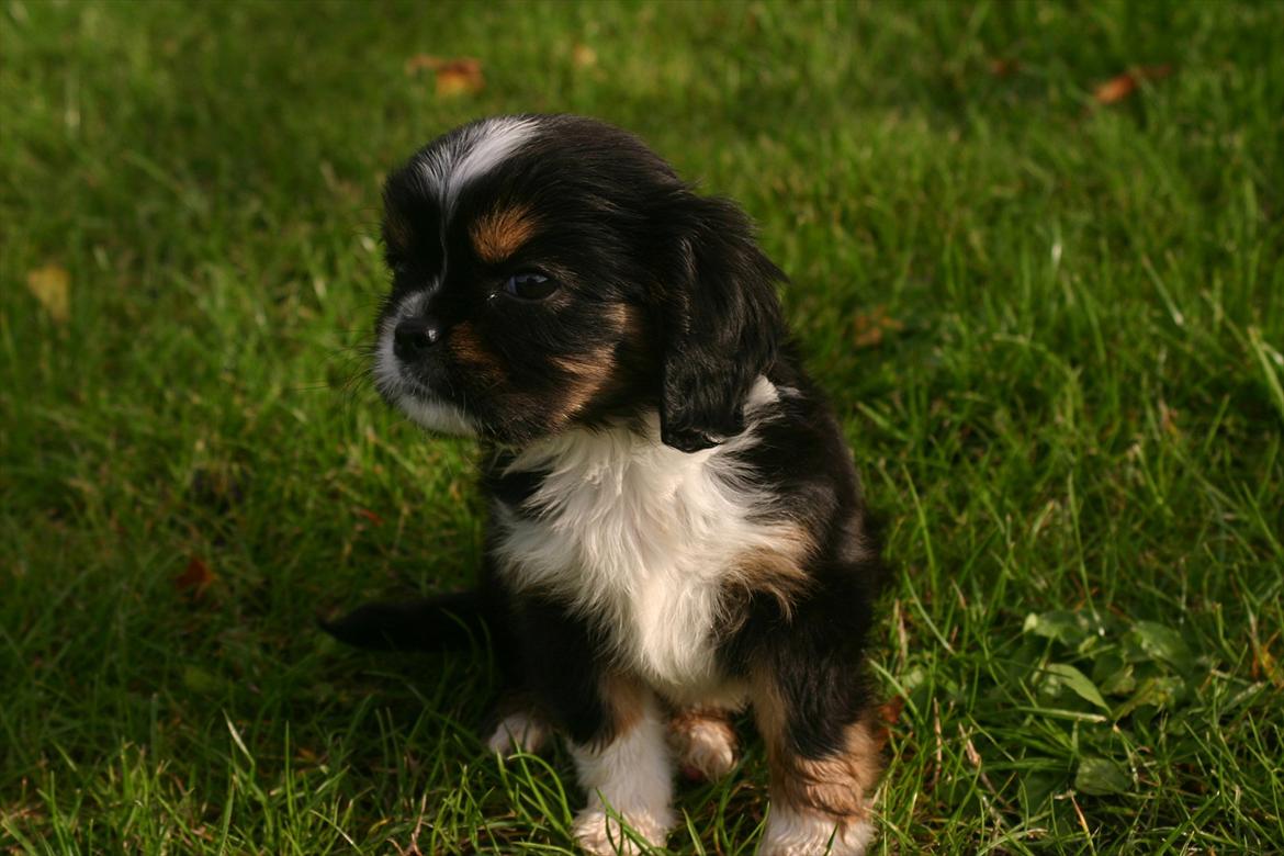 Cavalier king charles spaniel Luna billede 8