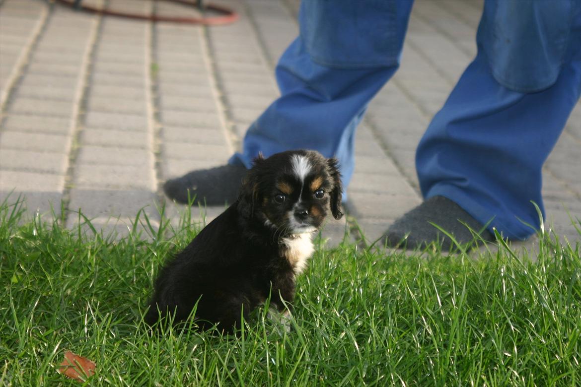 Cavalier king charles spaniel Luna billede 9