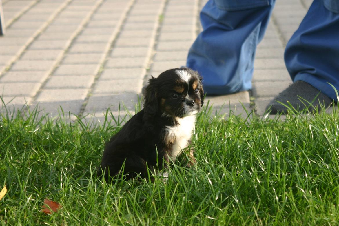 Cavalier king charles spaniel Luna billede 10