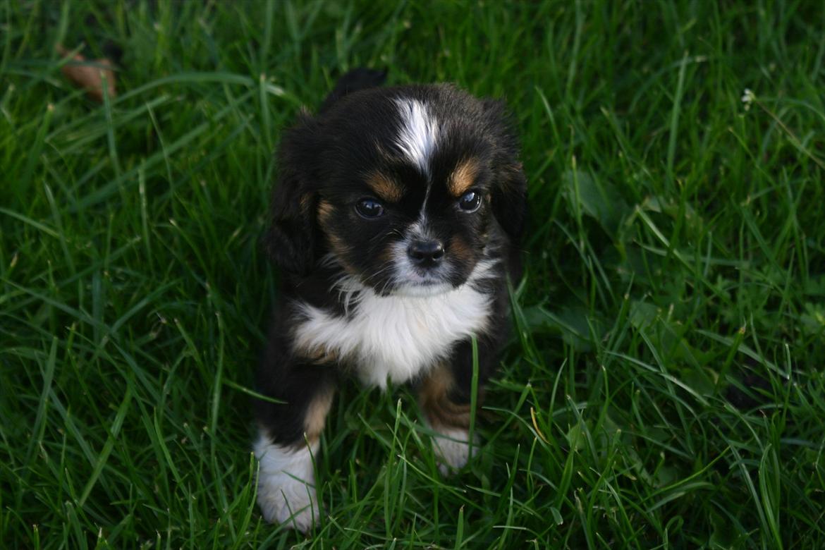 Cavalier king charles spaniel Luna billede 11