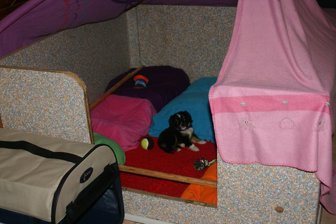 Cavalier king charles spaniel Luna - Her bor Luna og Chi´erne billede 12