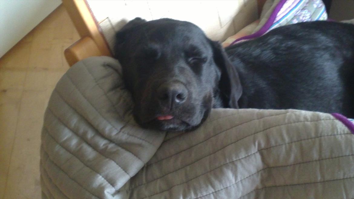 Blanding af racer Rottweiler/lab Diego [ Tidliger hund] billede 5