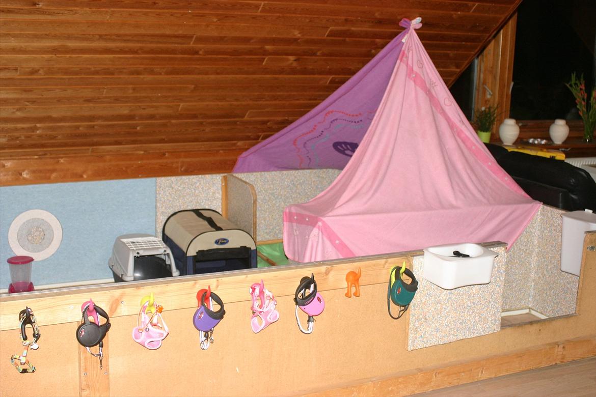 Cavalier king charles spaniel Luna - Her bor Luna og Chi´erne billede 13