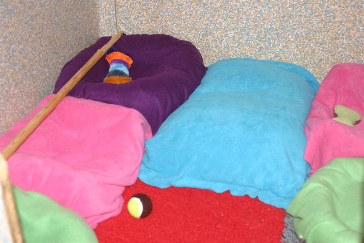 Cavalier king charles spaniel Luna - Her bor Luna og Chi´erne billede 14