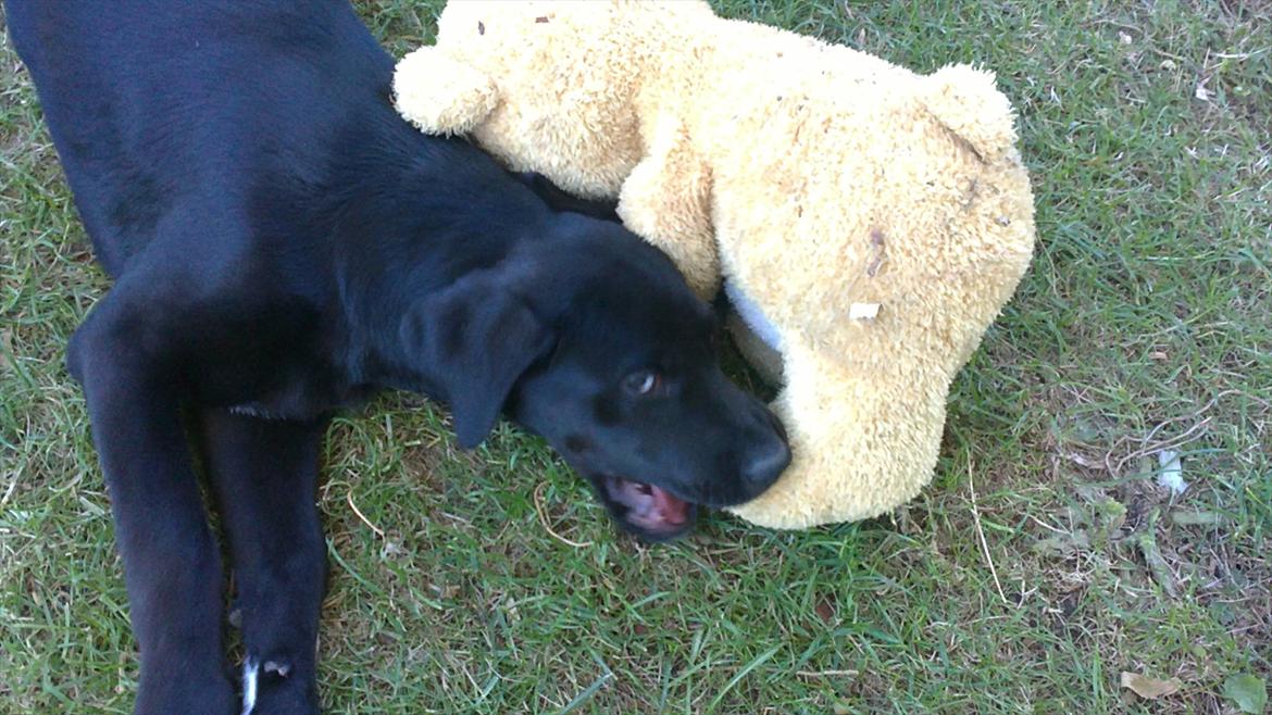 Blanding af racer Rottweiler/lab Diego [ Tidliger hund] billede 9