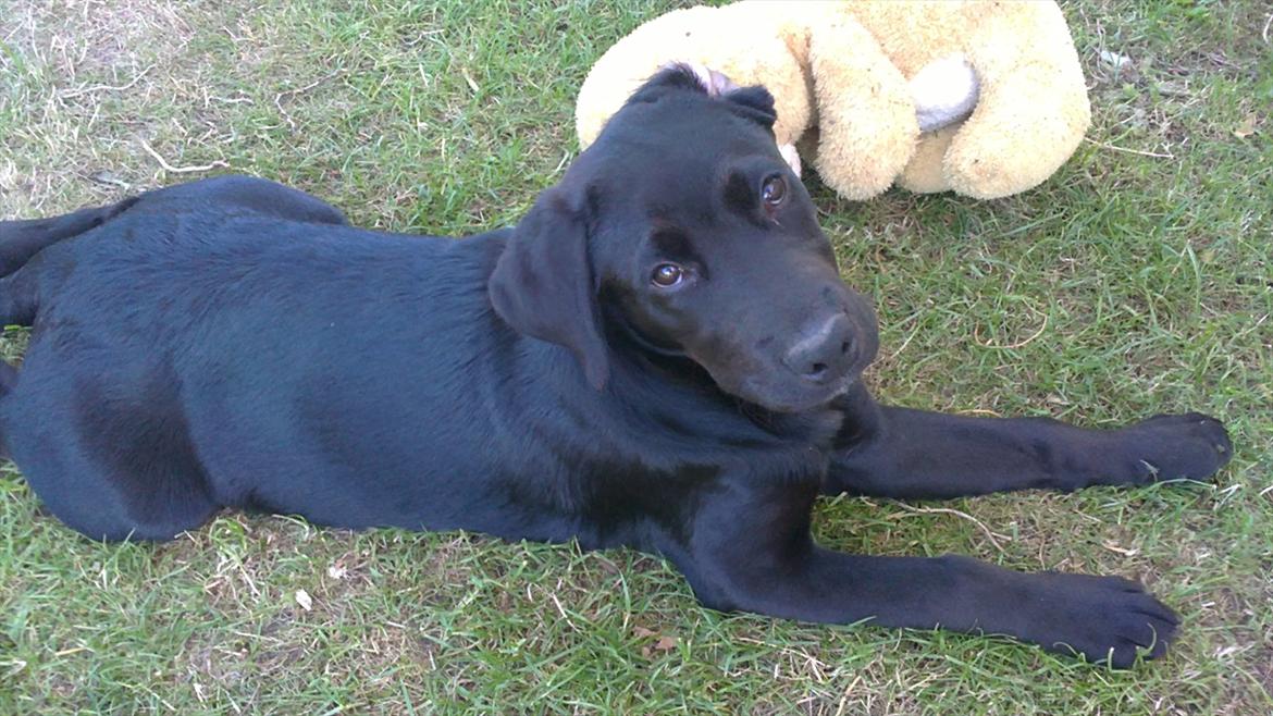 Blanding af racer Rottweiler/lab Diego [ Tidliger hund] billede 8