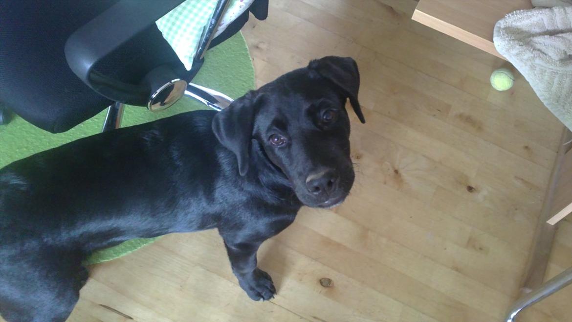 Blanding af racer Rottweiler/lab Diego [ Tidliger hund] billede 10